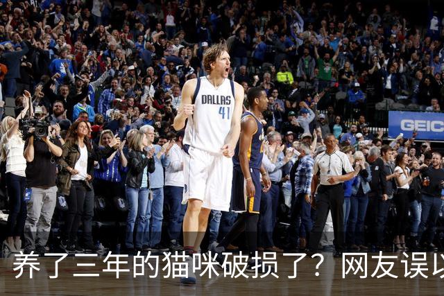 养了三年的猫咪破损了？网友误以为是玩具，点开后笑到不行：快点修复！